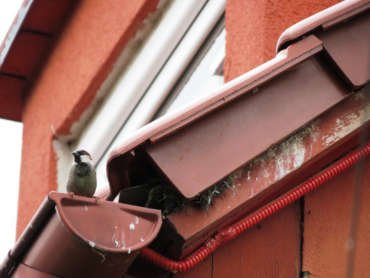 Termomodernizacja domów okreslenie wystepowania gatunkow ptakow