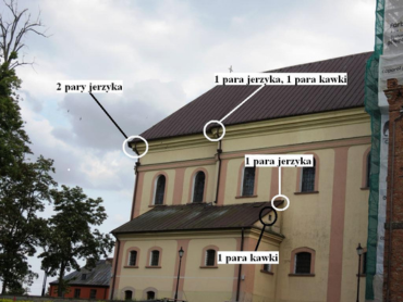 ekspertyza ornitologiczna