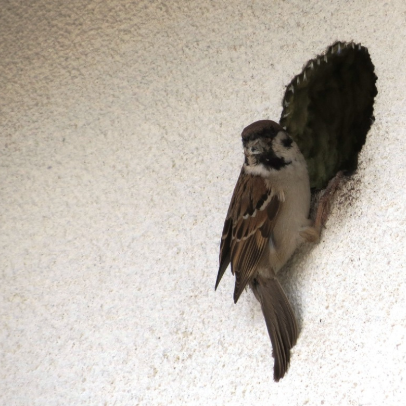 inwentaryzacje przed remontem oraz budową, modernizacją